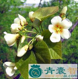 中药材罂子桐图片