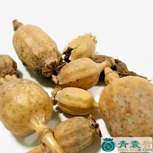 中药材罂子粟壳图片