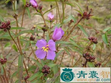 中药材罐儿草图片