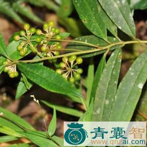 中药材罗伞树图片