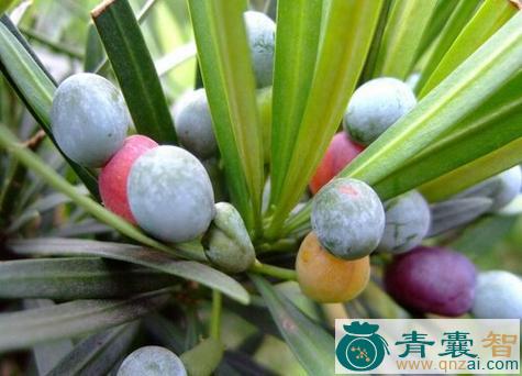 中药材罗汉松实图片