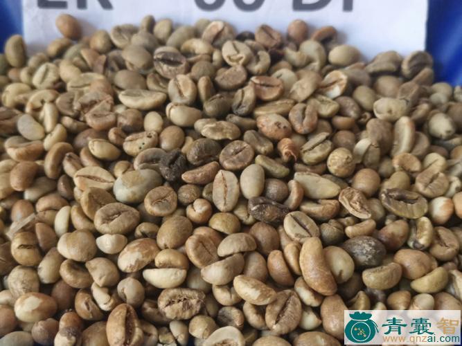 中药材罗泛豆图片