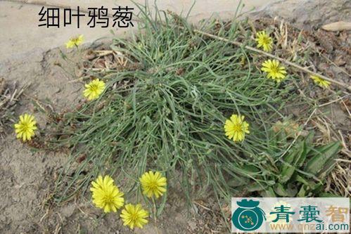 中药材罗罗葱图片