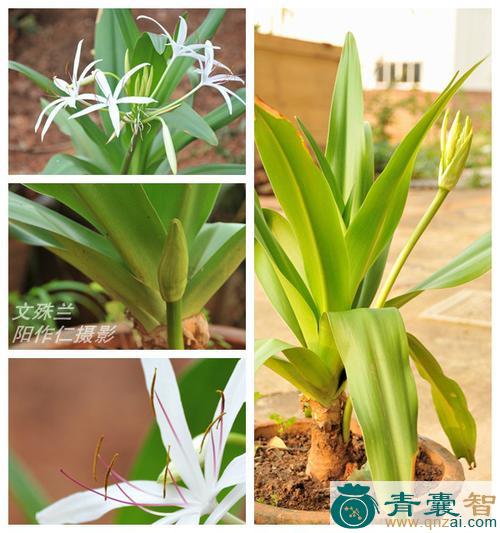 中药材罗裙带图片