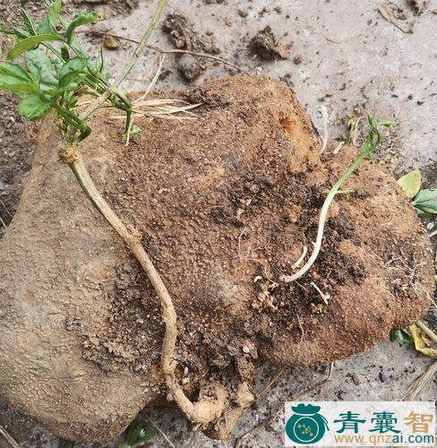 中药材罗锅底图片