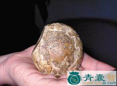 中药材羊嚼子图片