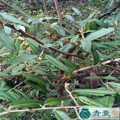 羊奶奶树的性状性味归经以及功效用法和注意事项-青囊智