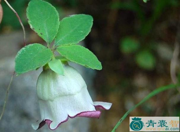 中药材羊奶根图片