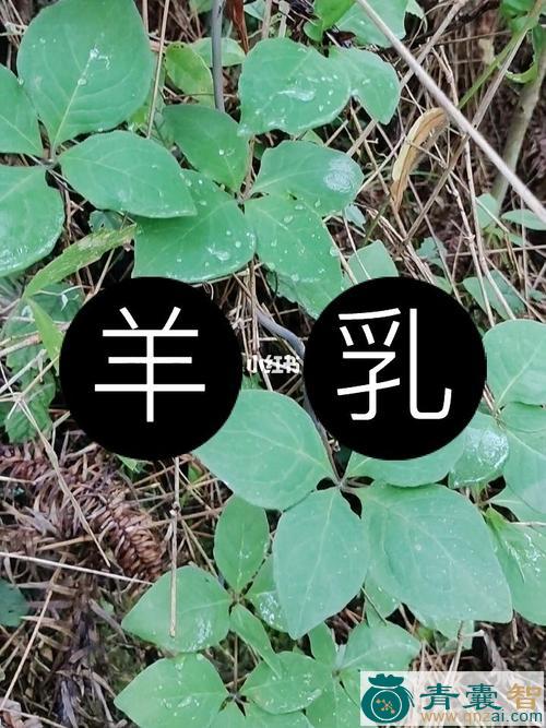 中药材羊奶科图片