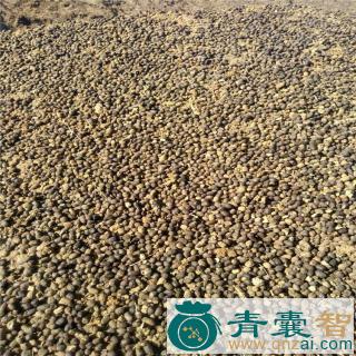 中药材羊子屎图片