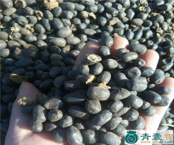 中药材羊屎子图片