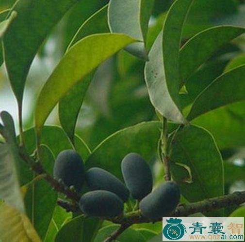 中药材羊屎木图片