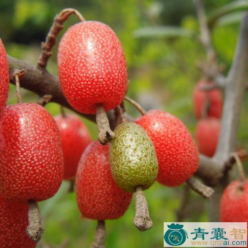 羊山咪树的性味归经以及功效用法-青囊智