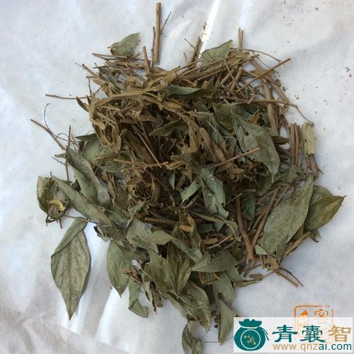 中药材羊带归图片