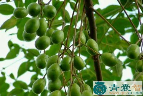 中药材羊浸树图片