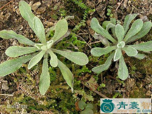 中药材羊耳朵草图片