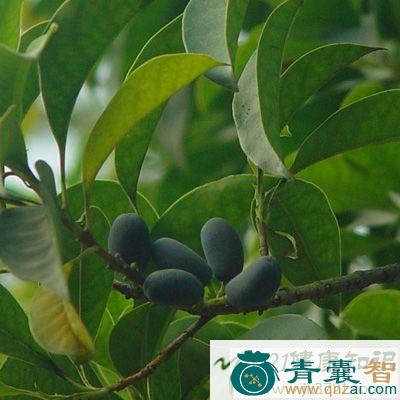 中药材羊肋树图片