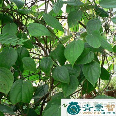 中药材羊肌藤图片
