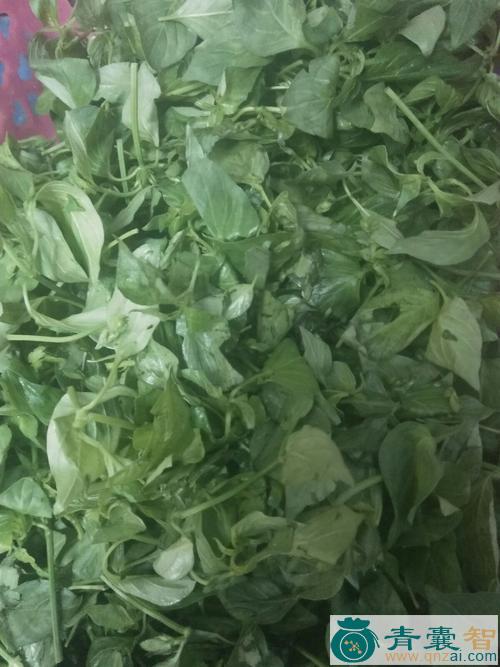 中药材羊肝菜图片
