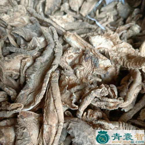 中药材羊肾参图片