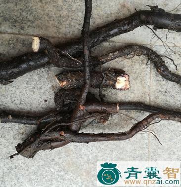 中药材羊胡子根图片