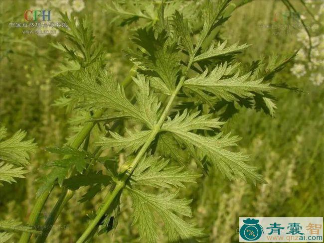 中药材羊膻七图片