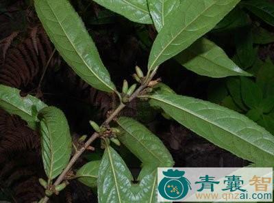 中药材羊舌树图片