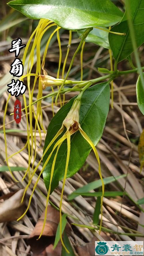 中药材羊角丽图片