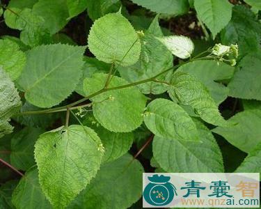 中药材羊角天麻图片