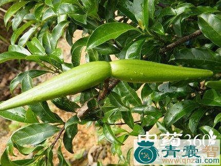 中药材羊角柳图片