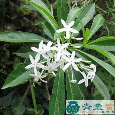 中药材羊角棉图片