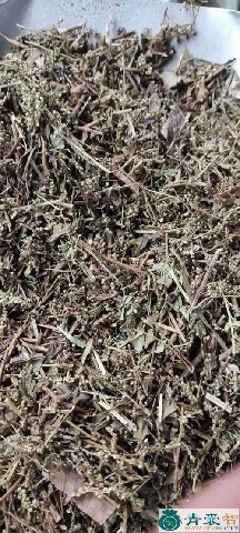中药材羊角蒿图片