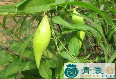 中药材羊角香图片