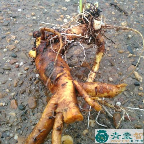 中药材羊蹄根图片