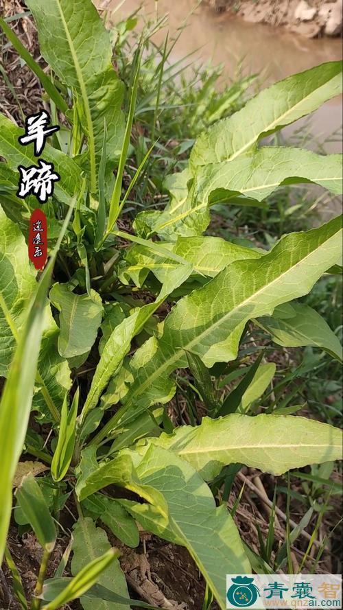 中药材羊蹄棵图片