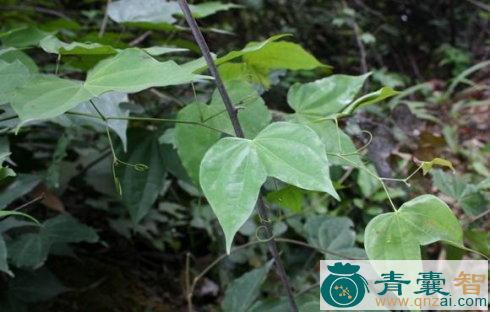 羊蹄藤的性状性味归经以及功效用法-青囊智