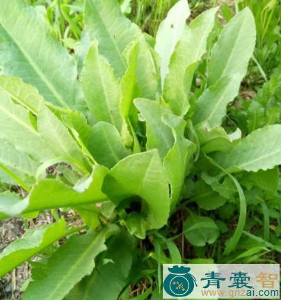 中药材羊铁叶图片