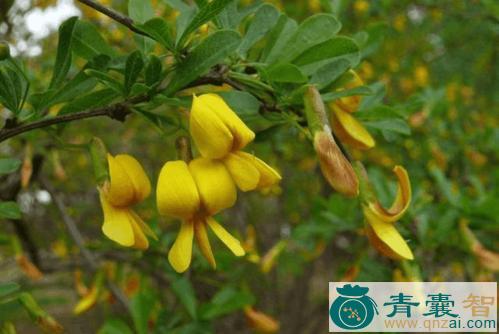 中药材羊雀木图片