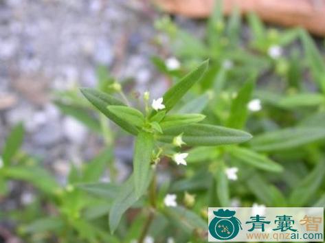 羊须的性状性味归经以及功效用法-青囊智