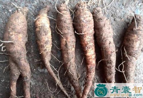 中药材羊食子根图片