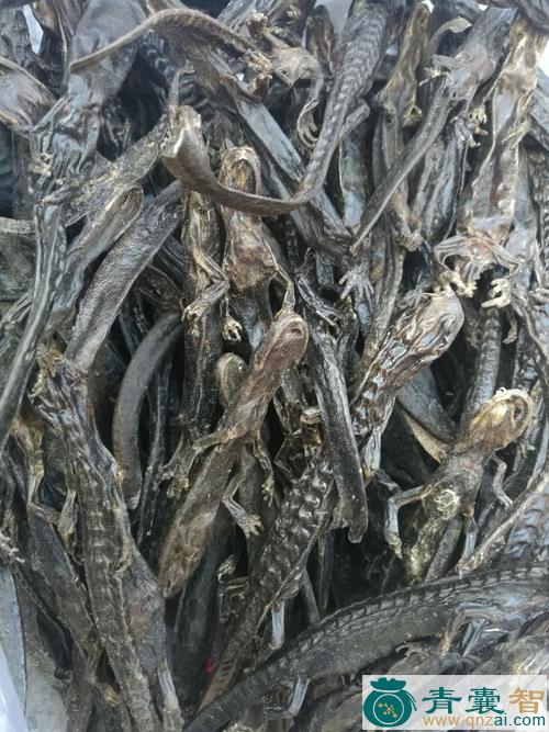 羌活鱼的性状性味归经以及功效用法和注意事项-青囊智