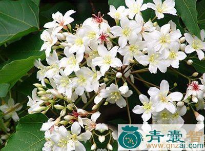中药材美丽桐图片