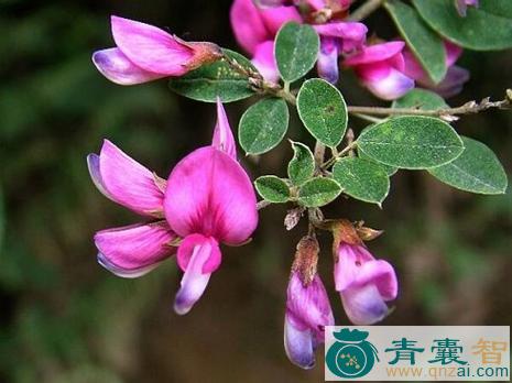 美丽胡枝子的性味归经-青囊智