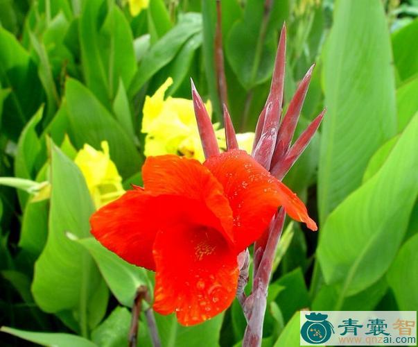 中药材美仔蕉图片