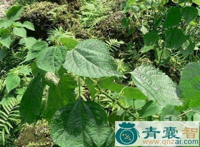 中药材美汉草图片