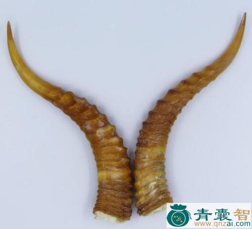 中药材羖羊角图片