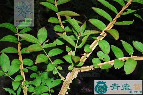 中药材羽箭草图片