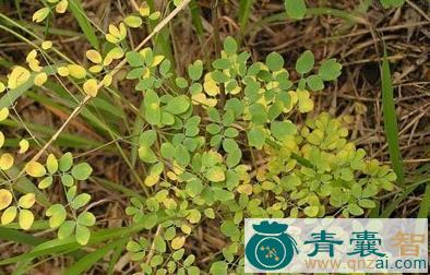 中药材翅果唐松草图片
