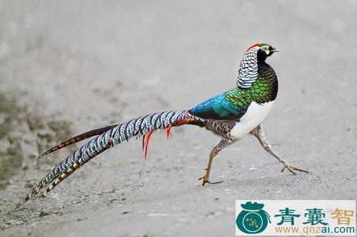 中药材翟鸡图片