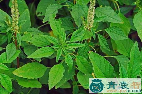 中药材翠子菜图片